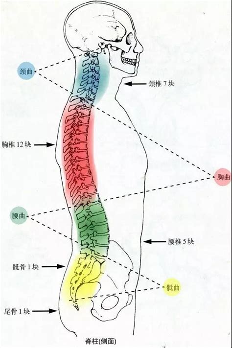 人中部 部位|人的腰部位置示意图